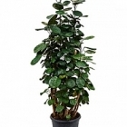 Аралия (Полисциас) fabian branched (90-100) Диаметр горшка — 26 см Высота растения — 90 см