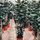 Аралия (Полисциас) fabian branched Диаметр горшка — 34 см Высота растения — 170 см