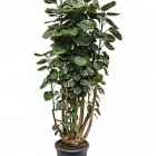 Аралия (Полисциас) fabian branched Диаметр горшка — 29 см Высота растения — 115 см