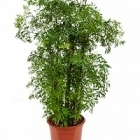 Аралия (Полисциас) ming branched Диаметр горшка — 24 см Высота растения — 80 см