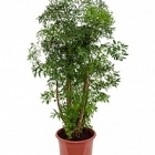 Аралия (Полисциас) ming branched Диаметр горшка — 21 см Высота растения — 80 см
