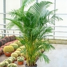 Areca (chrysalidoc.) lutescens tuft Диаметр горшка — 35 см Высота растения — 170 см