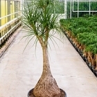 Нолина (Бокарнея) Нолина branched Диаметр горшка — 60 см Высота растения — 210 см