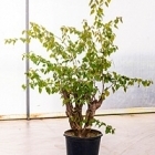 Бугенвиллея glabra stem Диаметр горшка — 45 см Высота растения — 150 см