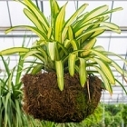 Бромелия morada hanging basket Диаметр горшка — 35 см Высота растения — 50 см