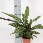 Калатея insignis Диаметр горшка — 14 см Высота растения — 45 см