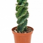 Цереус (кактус) forbesii spiralis Диаметр горшка — 12 см Высота растения — 25 см