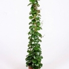 Циссус rotundifolia pyramid Диаметр горшка — 27 см Высота растения — 160 см