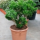 Крассула horntree bush Диаметр горшка — 35 см Высота растения — 80 см