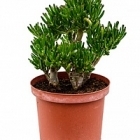 Крассула horntree Диаметр горшка — 23 см Высота растения — 40 см