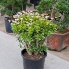 Крассула ovata bush Диаметр горшка — 40 см Высота растения — 80 см