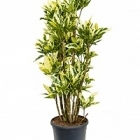 Кротон (кодиеум) tamara branched Диаметр горшка — 31 см Высота растения — 130 см