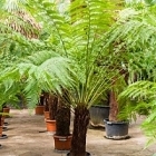 Диксония antartica stem (60-70) Диаметр горшка — 35 см Высота растения — 200 см