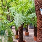 Диксония antartica stem (70-80) Диаметр горшка — 35 см Высота растения — 230 см