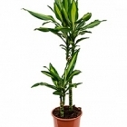 Драцена cintho 45-15 Диаметр горшка — 19 см Высота растения — 80 см