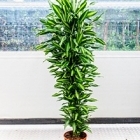 Драцена cintho branched-multi Диаметр горшка — 34 см Высота растения — 190 см