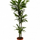 Драцена janet lind 90-60-30 Диаметр горшка — 24 см Высота растения — 150 см