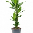 Драцена janet lind carrousel Диаметр горшка — 23 см Высота растения — 80 см