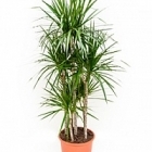 Драцена marginata carrousel (6pp) Диаметр горшка — 32 см Высота растения — 150 см
