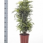 Драцена surprise branched-multi Диаметр горшка — 24 см Высота растения — 80 см