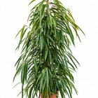 Фикус alii tuft Диаметр горшка — 27 см Высота растения — 135 см