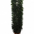 Фикус amstel king column Диаметр горшка — 48 см Высота растения — 250 см