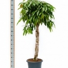 Фикус amstel king stem braided Диаметр горшка — 40 см Высота растения — 160 см