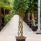 Фикус Бенджамина cilinder Диаметр горшка — 55 см Высота растения — 275 см