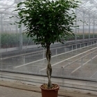 Фикус Бенджамина stem braided Диаметр горшка — 40 см Высота растения — 190 см