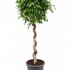 Фикус Бенджамина stem corkscrew Диаметр горшка — 40 см Высота растения — 180 см