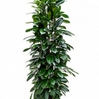 Фикус cyathistipula column Диаметр горшка — 29 см Высота растения — 150 см