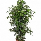 Фикус danielle tuft Диаметр горшка — 27 см Высота растения — 140 см