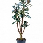 Фикус Эластика abidjan stem branched Диаметр горшка — 27 см Высота растения — 150 см