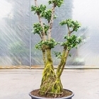 Фикус microcarpa compacta bonsai branched Диаметр горшка — 80 см Высота растения — 230 см