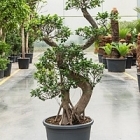 Фикус microcarpa compacta bonsai s-stem (200-220) Диаметр горшка — 60 см Высота растения — 200 см
