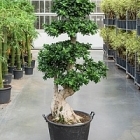 Фикус microcarpa compacta bonsai s-stem Диаметр горшка — 45 см Высота растения — 210 см