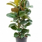 Фикус robusta tuft Диаметр горшка — 31 см Высота растения — 110 см
