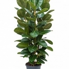 Фикус robusta tuft Диаметр горшка — 35 см Высота растения — 150 см