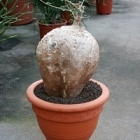 Фокея edulis caudex (25-35) Диаметр горшка — 32 см Высота растения — 60 см
