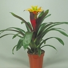 Гузмания soledo yellow Диаметр горшка — 13 см Высота растения — 45 см