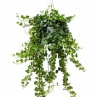 Плющ helix wonder hanger green Диаметр горшка — 17 см Высота растения — 70 см