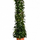 Плющ montgommery column Диаметр горшка — 29 см Высота растения — 150 см