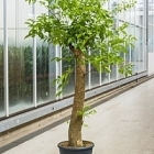 Гетеропанакс зонтикоцветный chinensis branched Диаметр горшка — 31 см Высота растения — 140 см