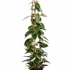 Хойа macrophylla pyramid Диаметр горшка — 19 см Высота растения — 110 см