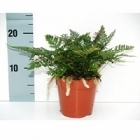 Хумата tyermannii 1 Диаметр горшка — 8.5 см Высота растения — 15 см