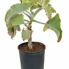 Каланхое beharensis stem Диаметр горшка — 30 см Высота растения — 90 см