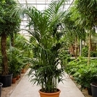 Ховея forsteriana bush extra 10/12pp Диаметр горшка — 60 см Высота растения — 300 см