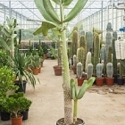 Опунция consolea branched (250-270) Диаметр горшка — 40 см Высота растения — 250 см