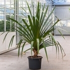 Панус utilis stem bush Диаметр горшка — 40 см Высота растения — 200 см