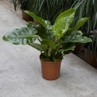 Филодендрон imperial green Диаметр горшка — 27 см Высота растения — 70 см